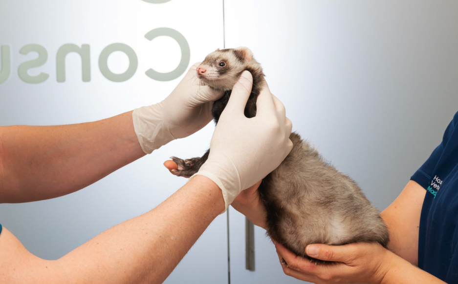 SERVICIO-animales-exoticos_HERO